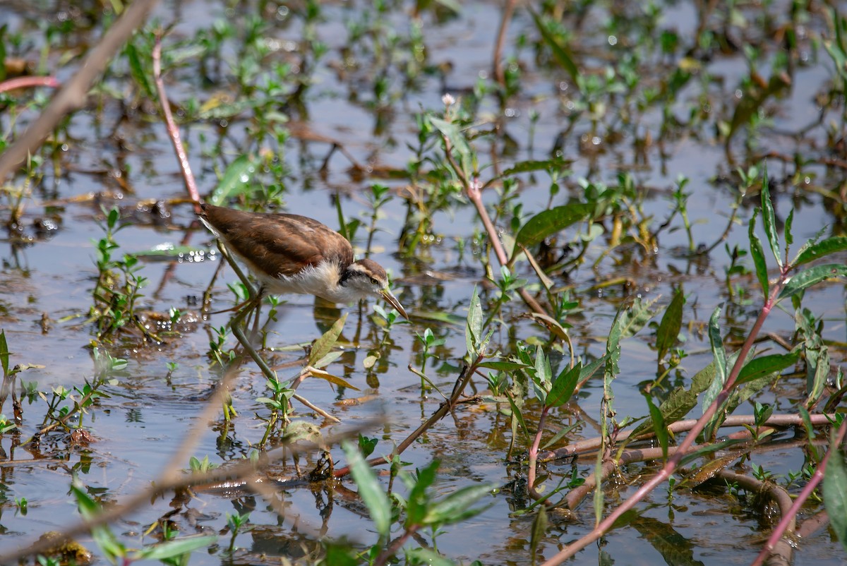 Jacana Suramericana - ML619622055