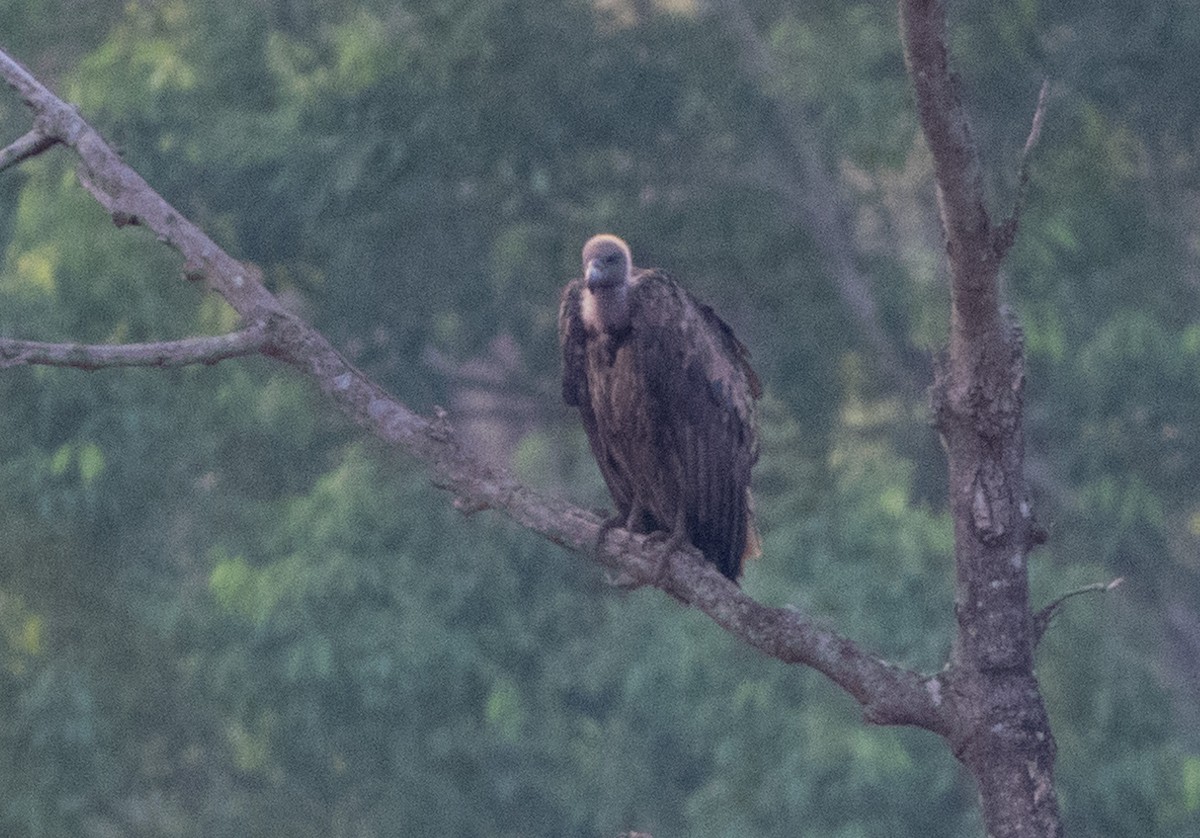 Indian Vulture - ML619622056