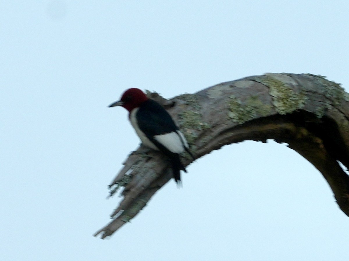 Red-headed Woodpecker - ML619622064