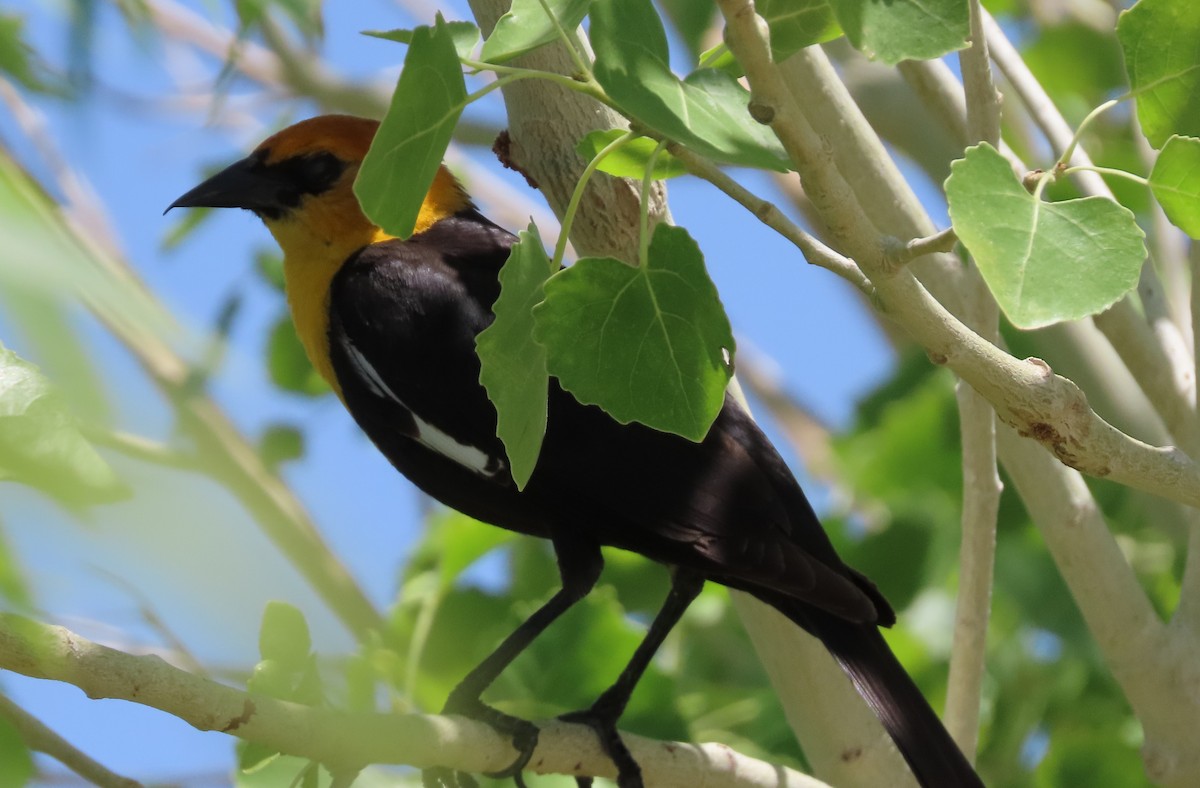 Yellow-headed Blackbird - Cathy Olson