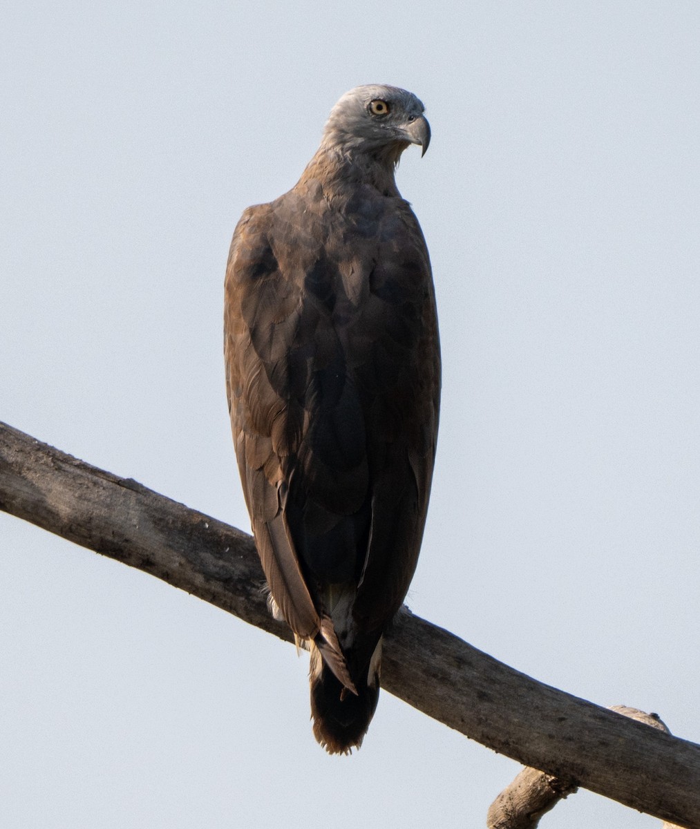 Gray-headed Fish-Eagle - ML619622069