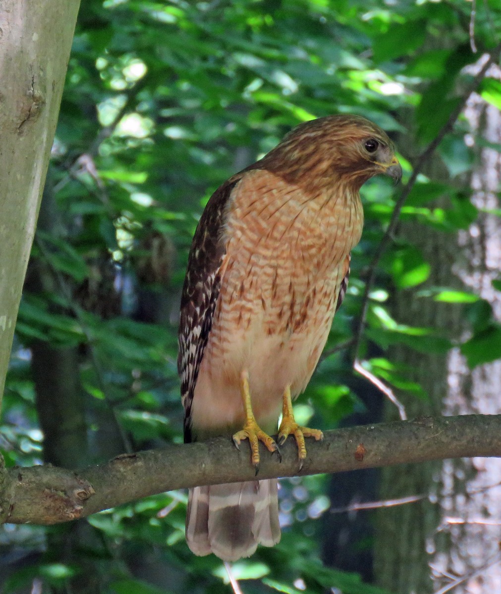 Red-shouldered Hawk - ML619622071