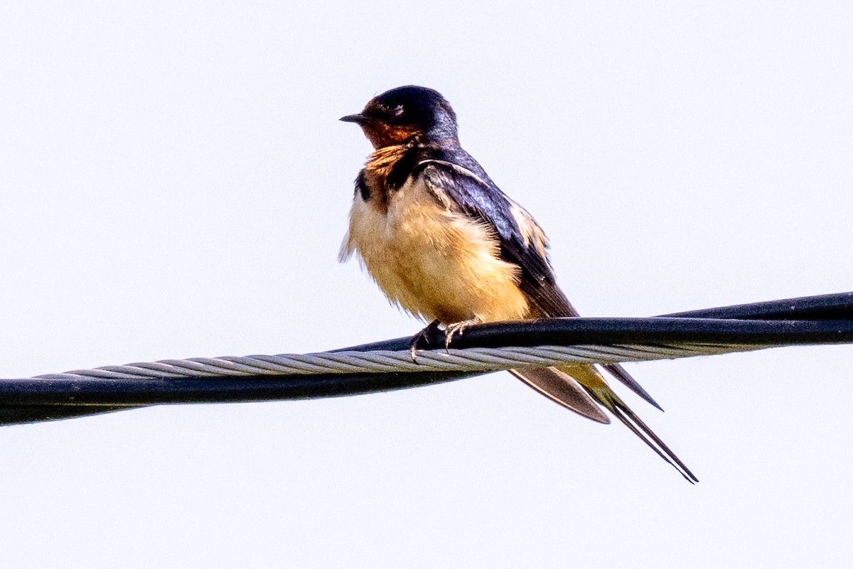 Barn Swallow - James Hoagland