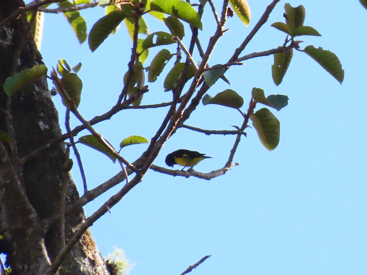 Yellow-bellied Siskin - Jerson Marin (@rojo_pajarero)