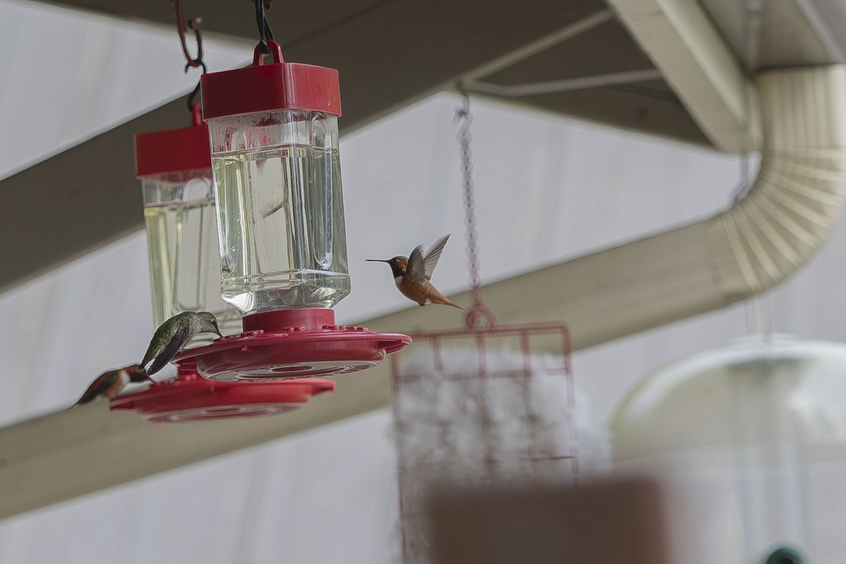 Rufous Hummingbird - ML619622078