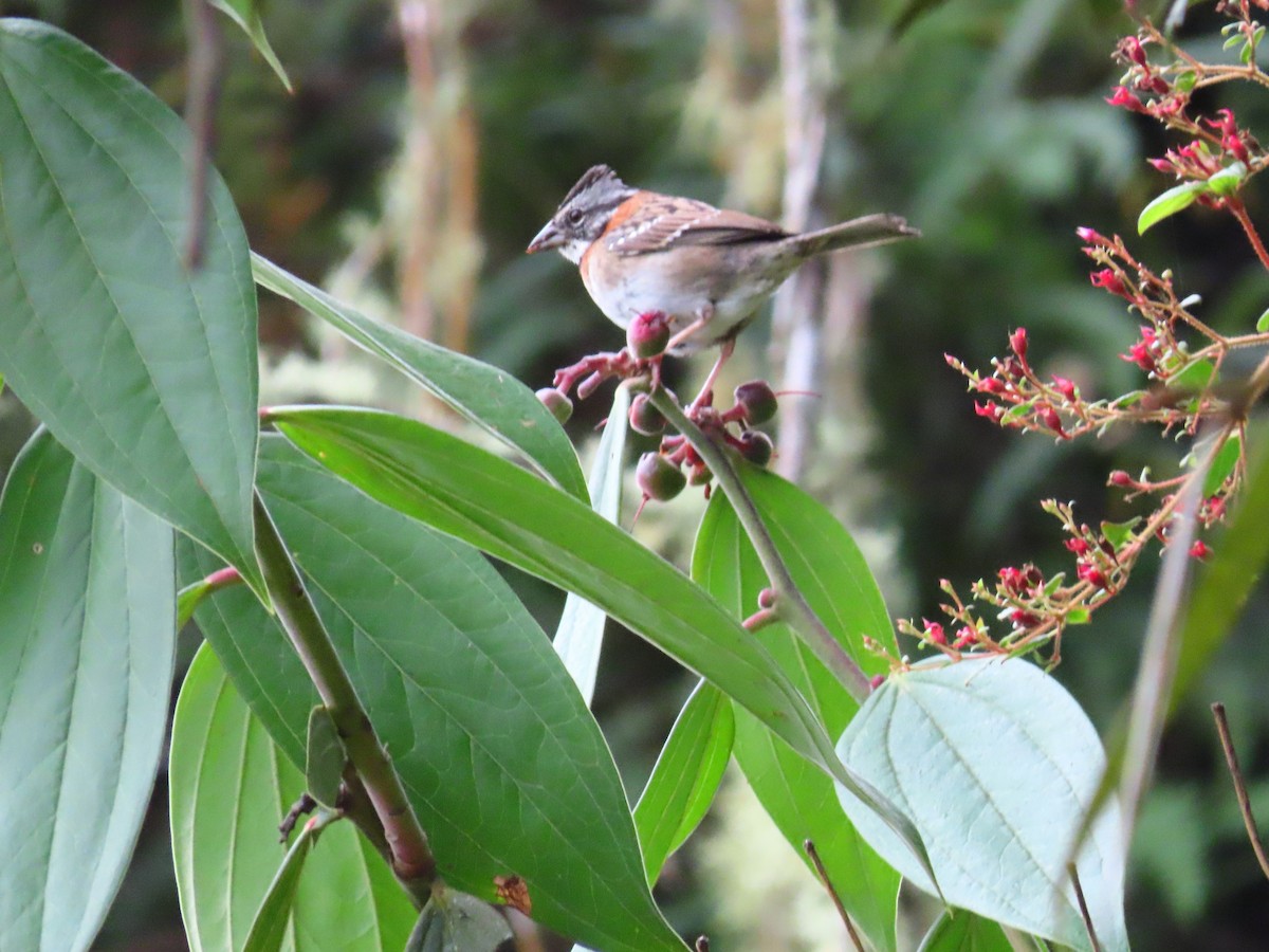 Rufous-collared Sparrow - Jerson Marin (@rojo_pajarero)