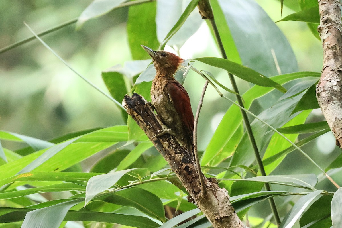 Banded Woodpecker - Krit Adirek