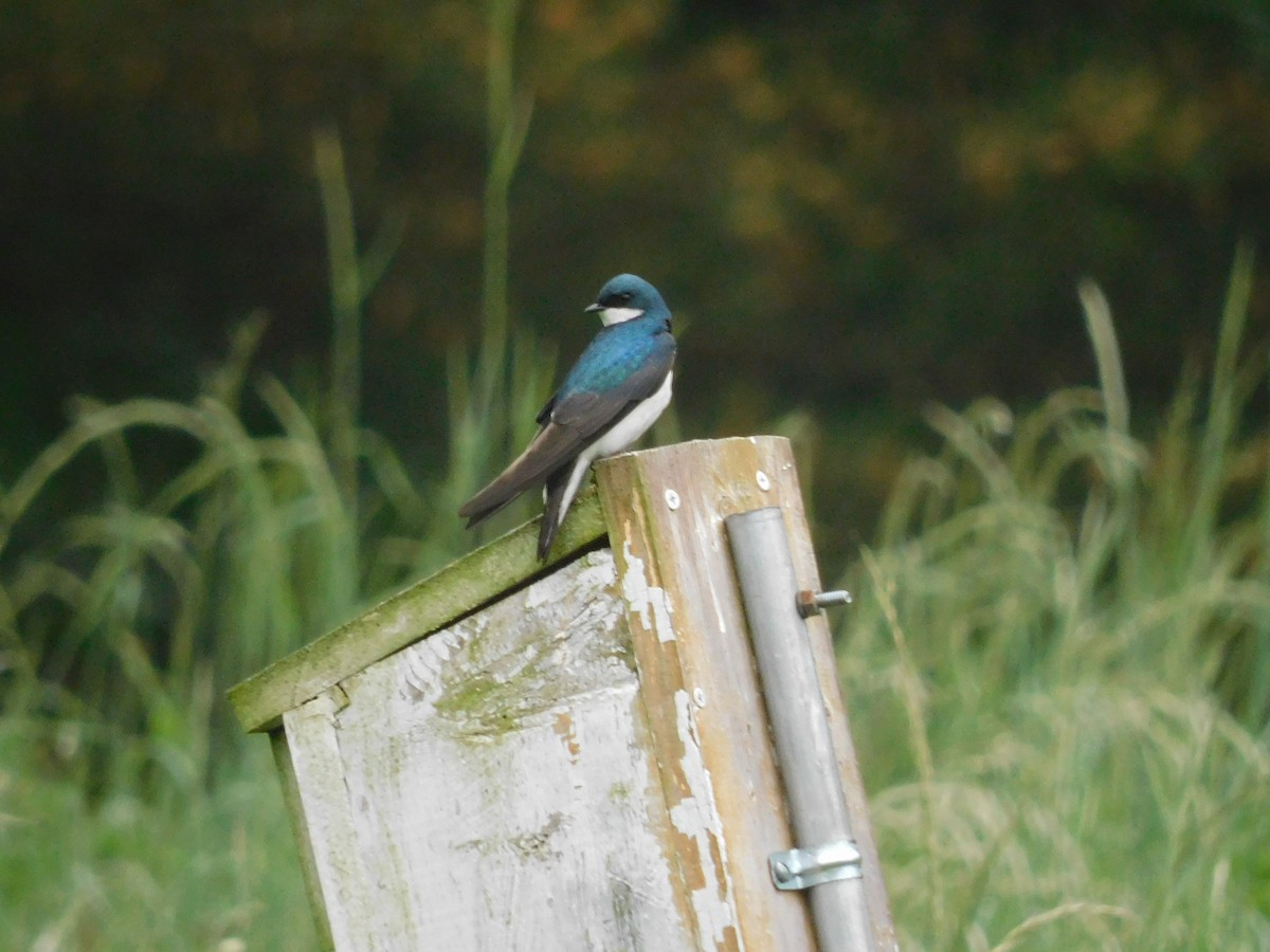 Tree Swallow - Charles Chu