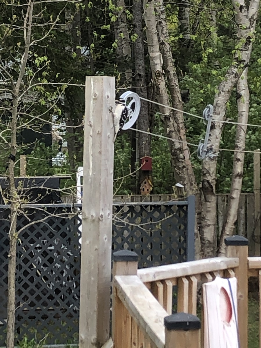 Downy Woodpecker - Terry Pike