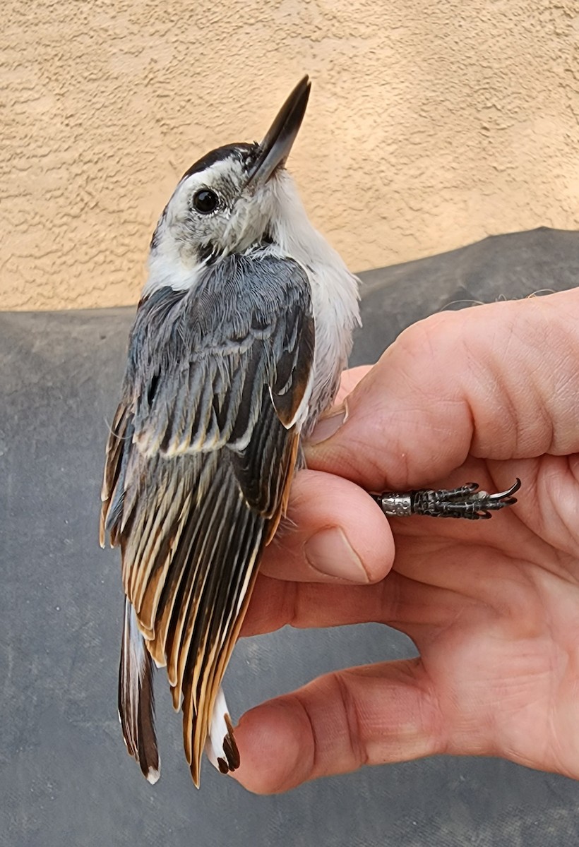 White-breasted Nuthatch - Nancy Cox