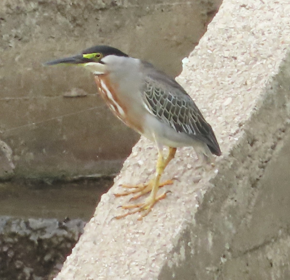 Striated Heron - Alfredo Correa