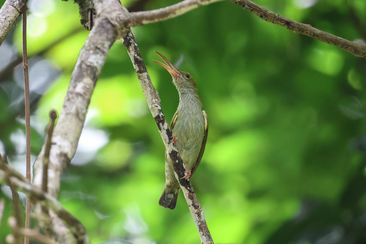 Gray-breasted Spiderhunter - ML619622102