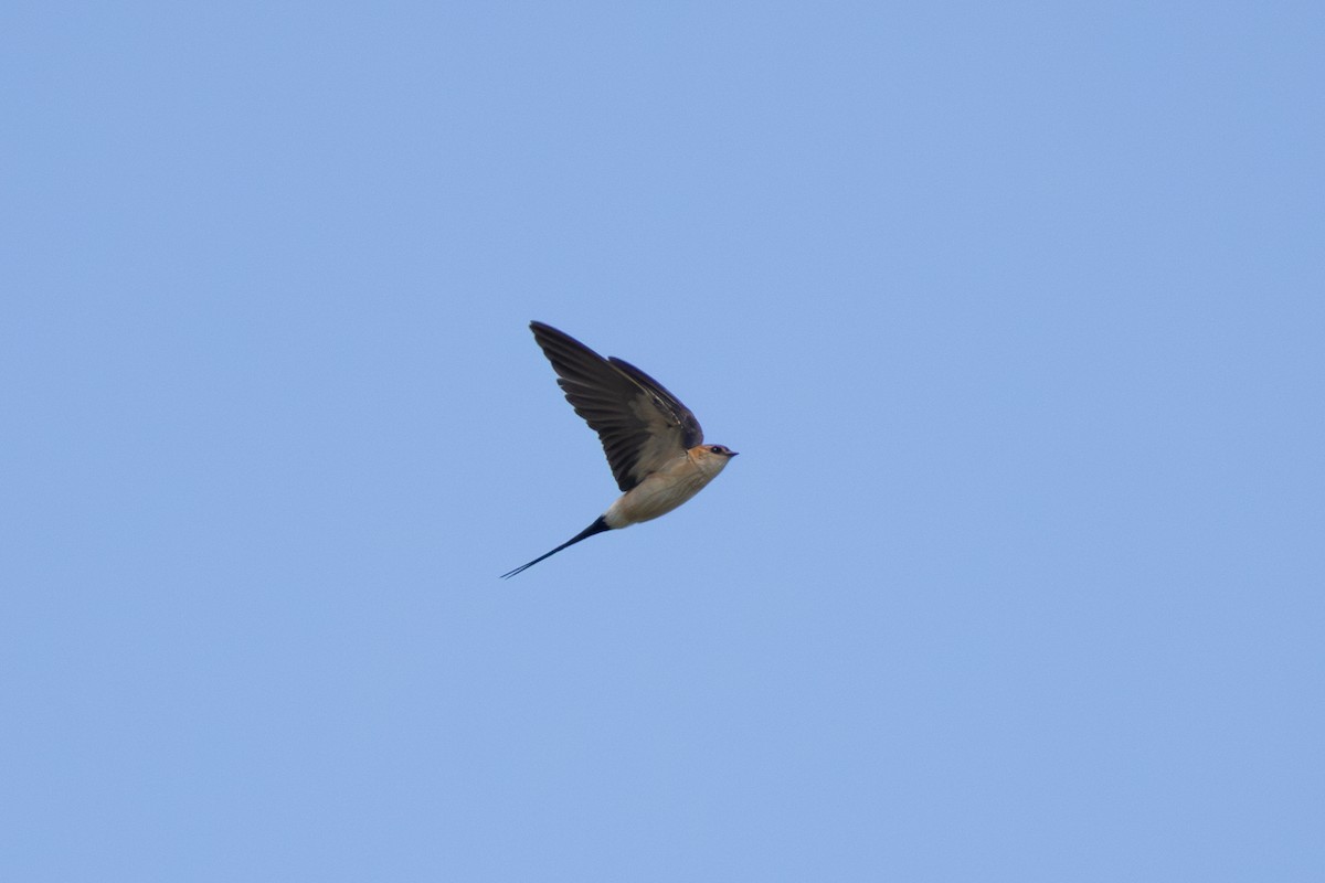 Red-rumped Swallow - Joe Downing