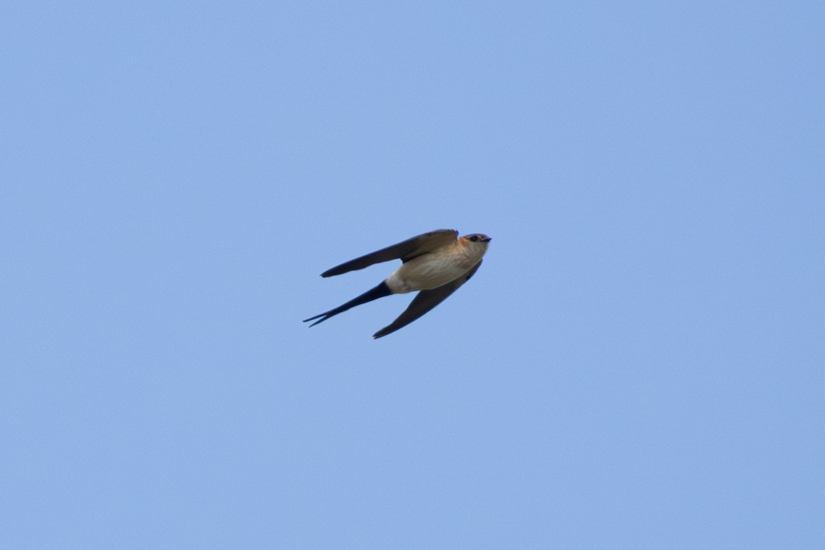 Red-rumped Swallow - Joe Downing