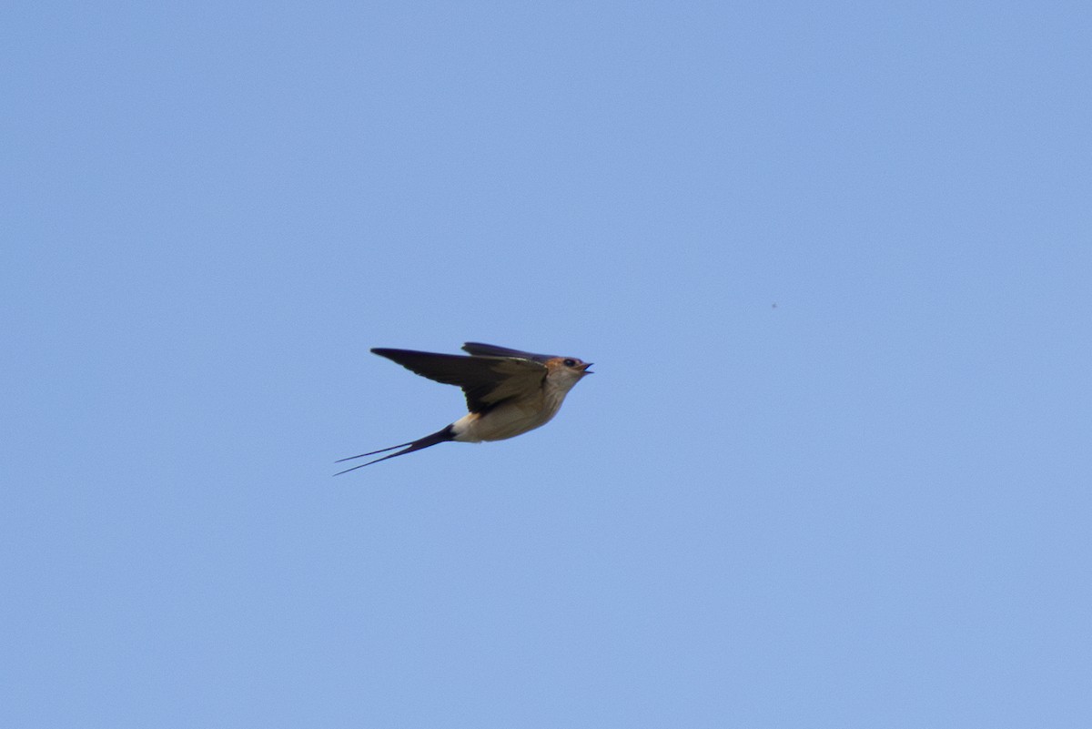 Red-rumped Swallow - Joe Downing