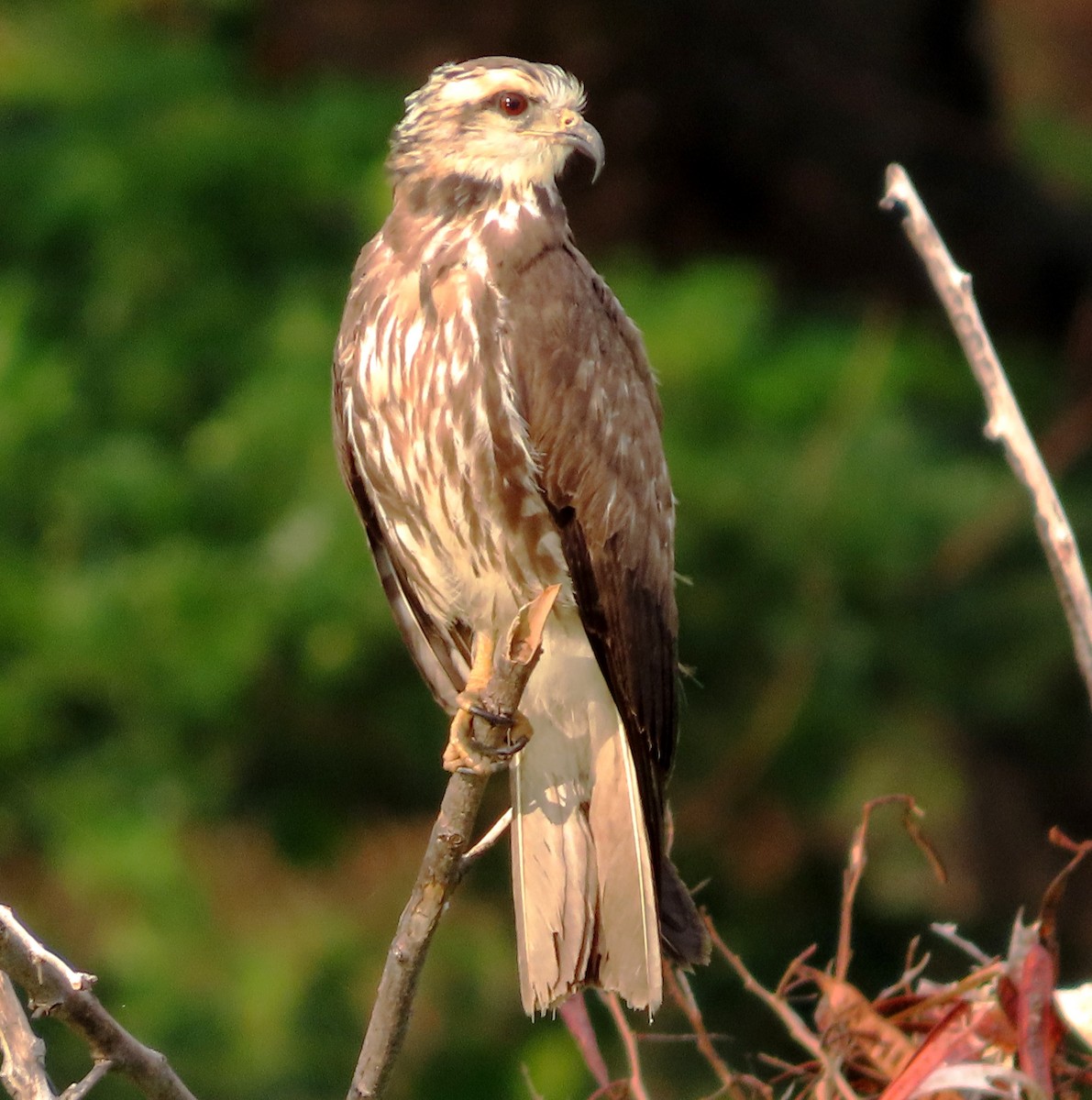 Snail Kite - Alfredo Correa