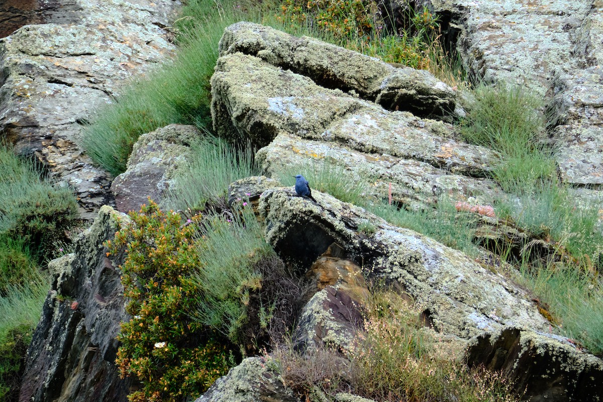 Blue Rock-Thrush - Bernardo Montoya