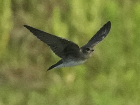 Northern Rough-winged Swallow - ML619622136