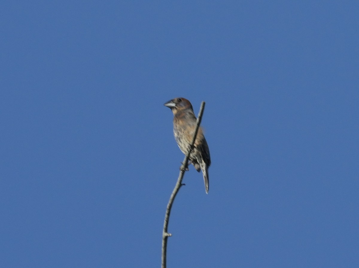 Blue Grosbeak - Tami Reece