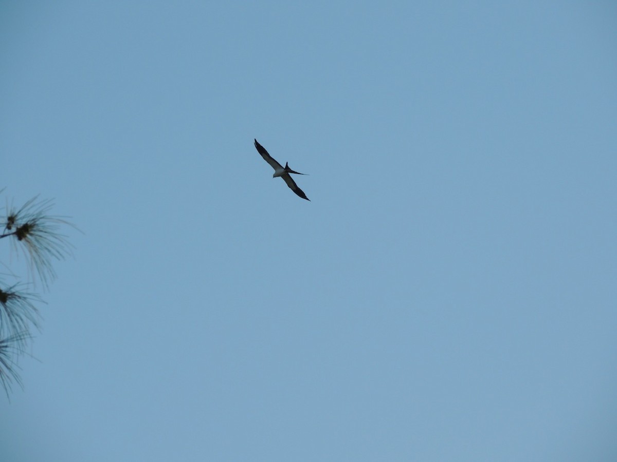 Swallow-tailed Kite - alice horst