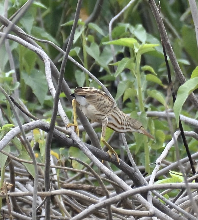 Yellow Bittern - Snigdha Mishra