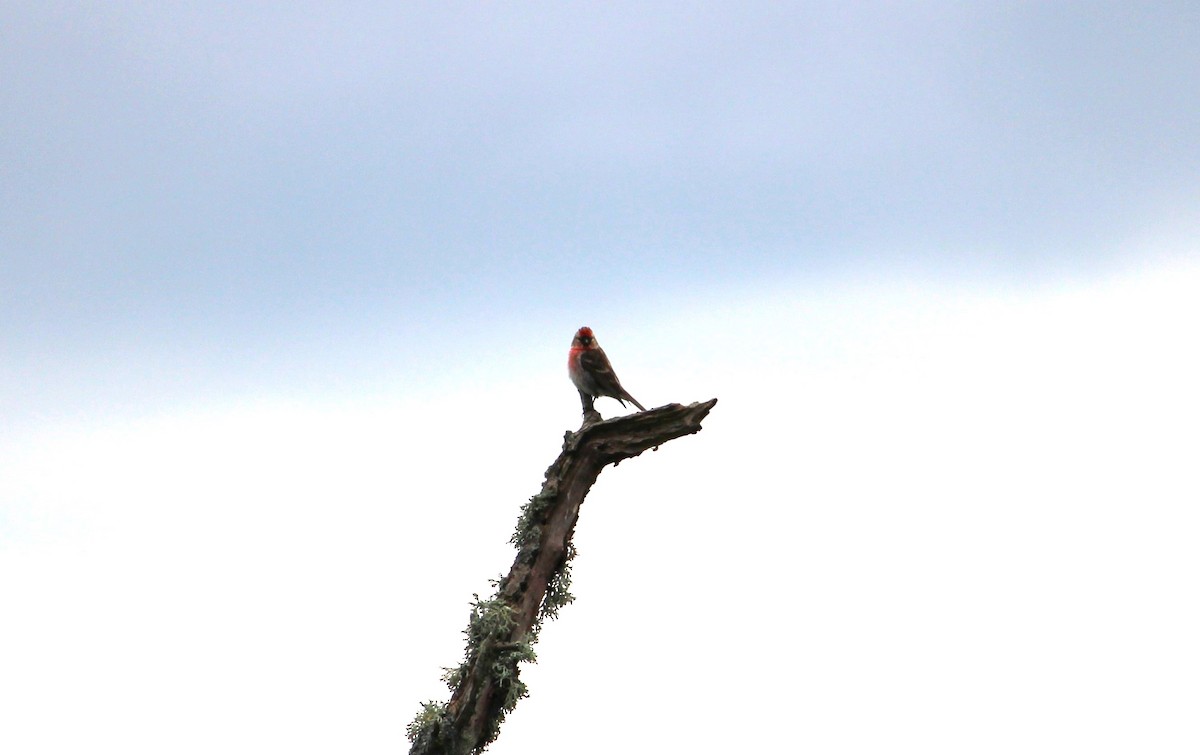 Lesser Redpoll - Giuseppe Orlando