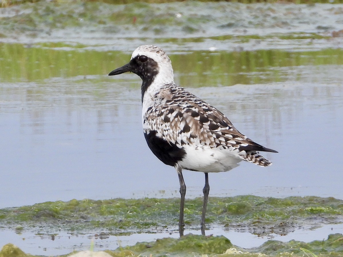 Black-bellied Plover - ML619622158