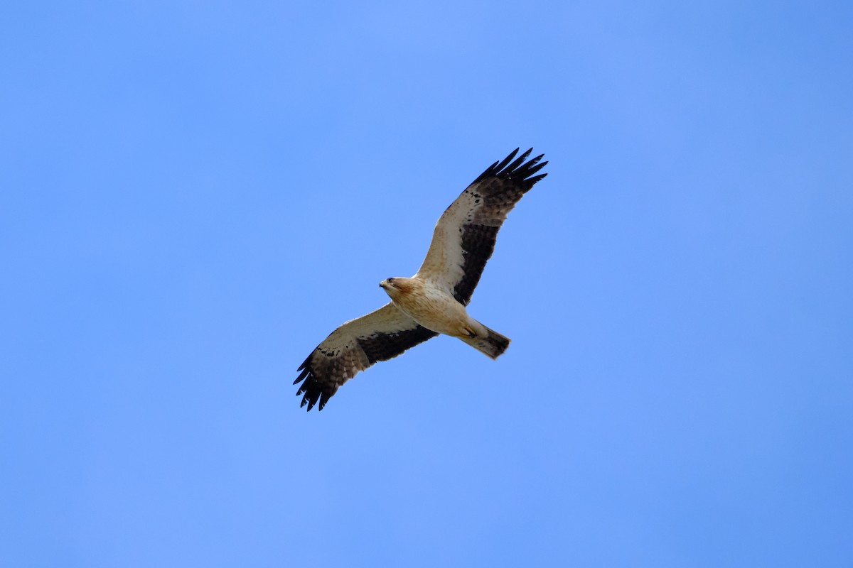 Booted Eagle - Bernardo Montoya