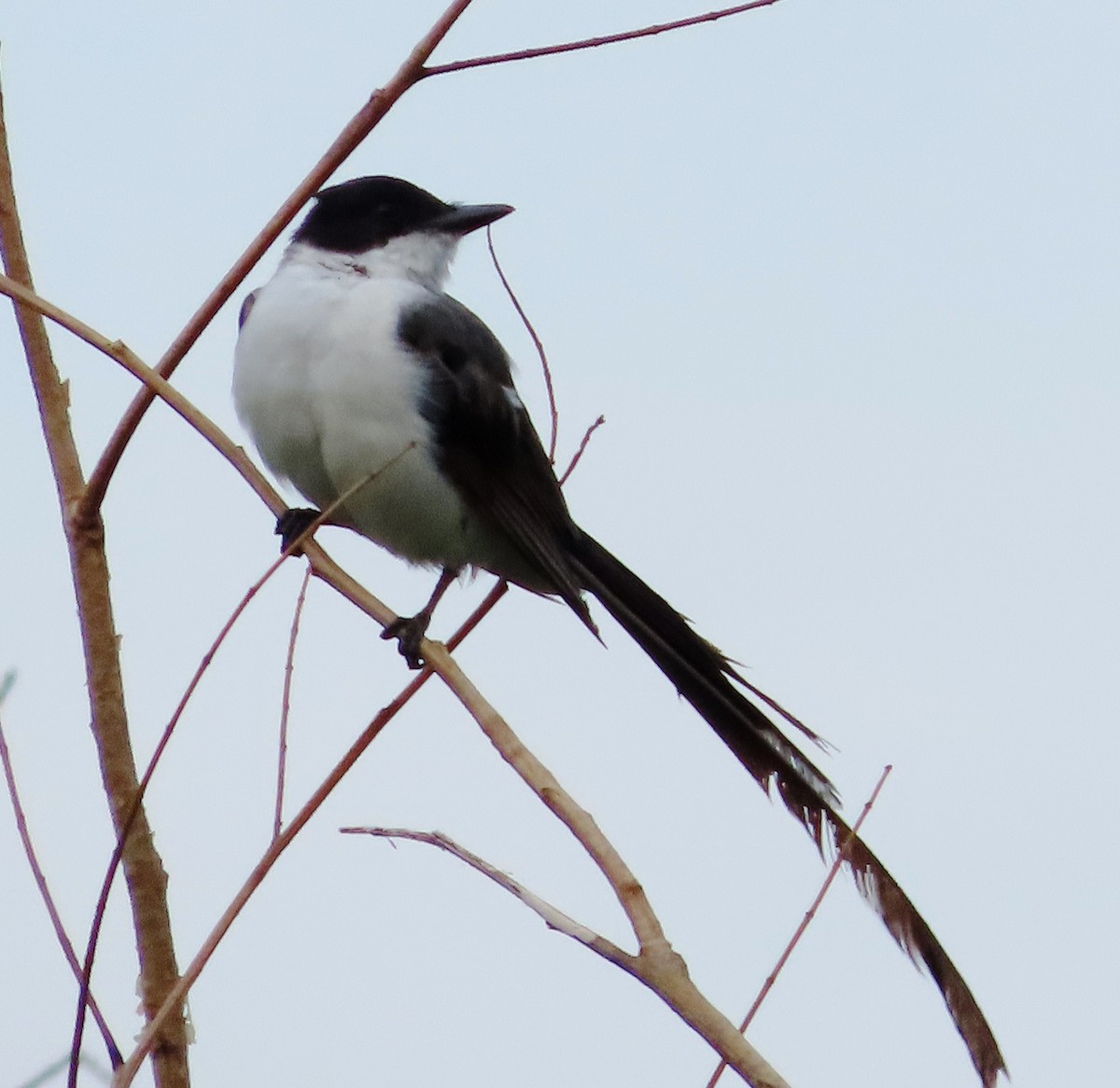 Fork-tailed Flycatcher - Alfredo Correa