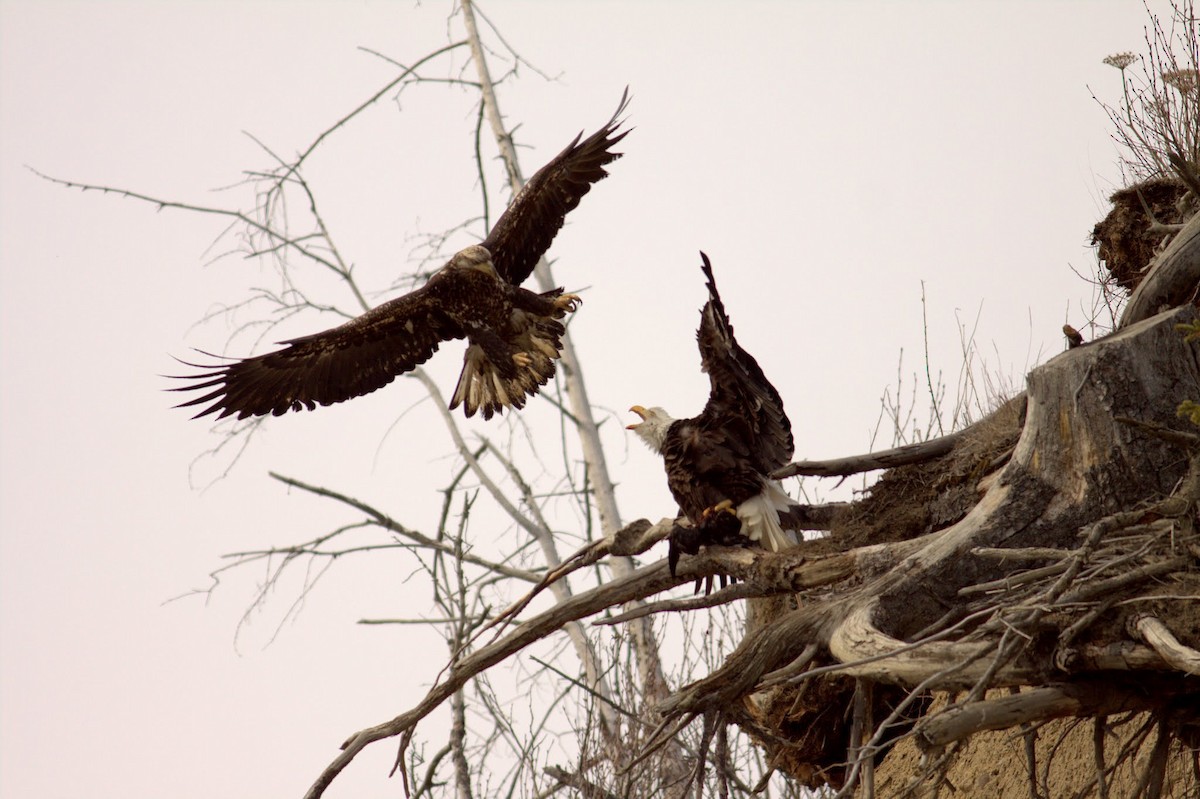 Bald Eagle - ML619622163