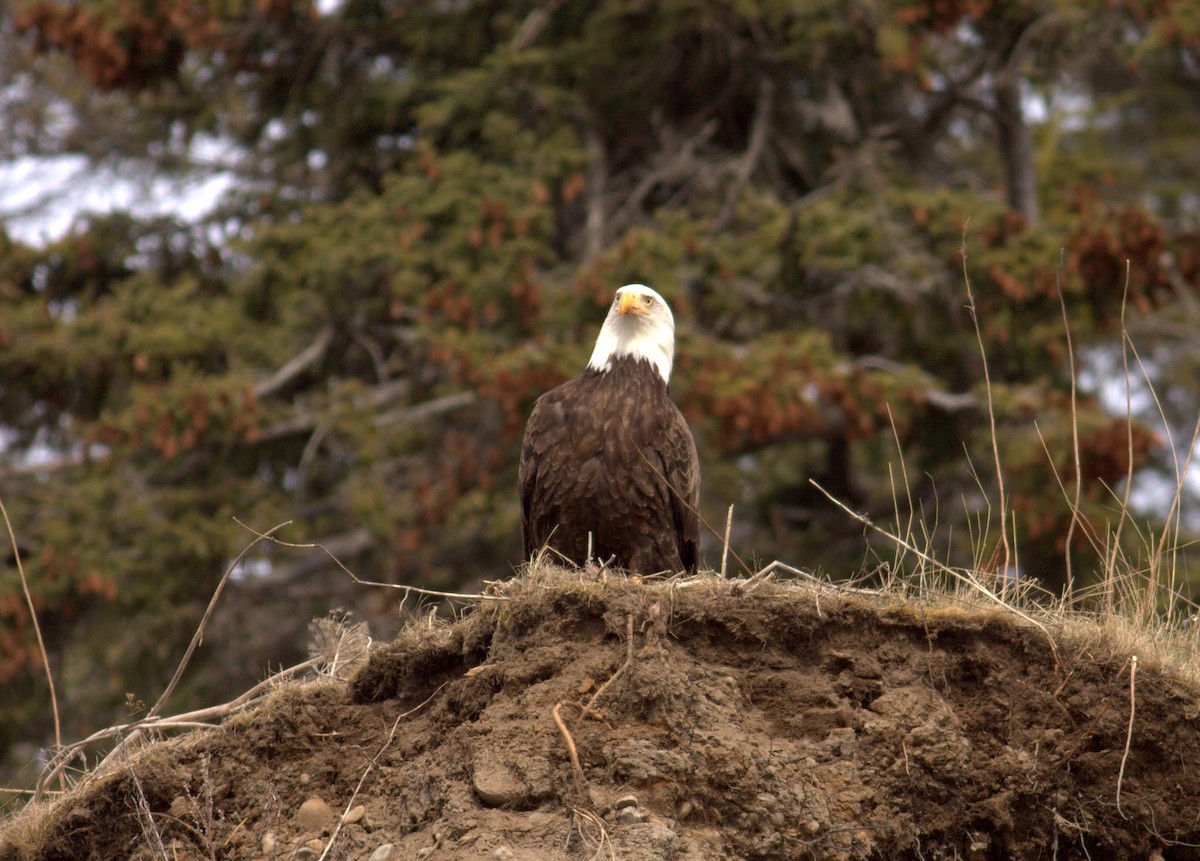 Bald Eagle - ML619622164