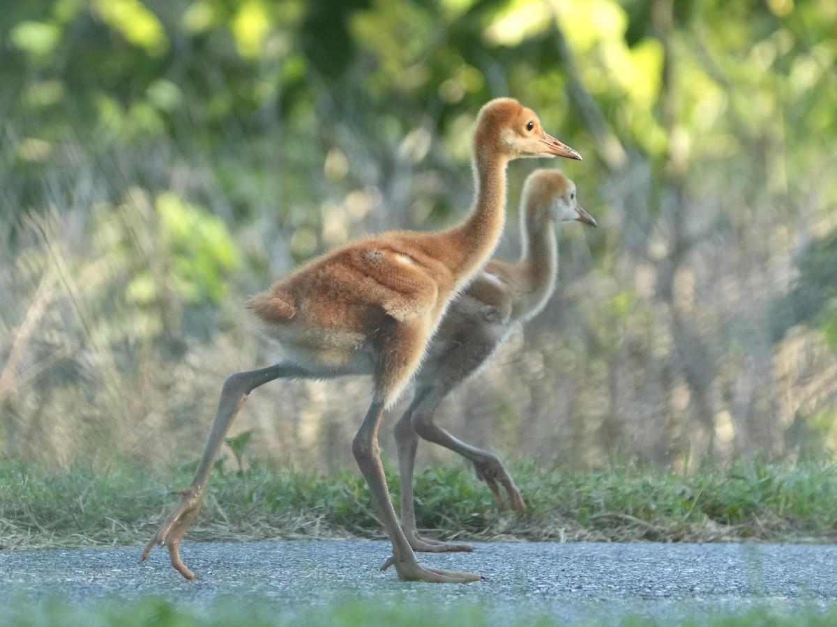 Sandhill Crane - Tami Reece