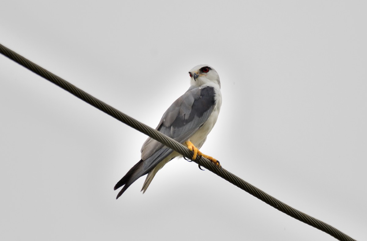 Black-winged Kite - Snigdha Mishra