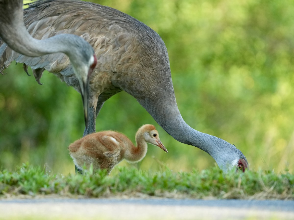 Sandhill Crane - ML619622172