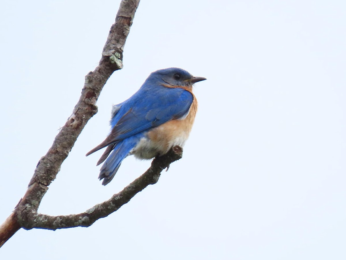 Eastern Bluebird - ML619622174