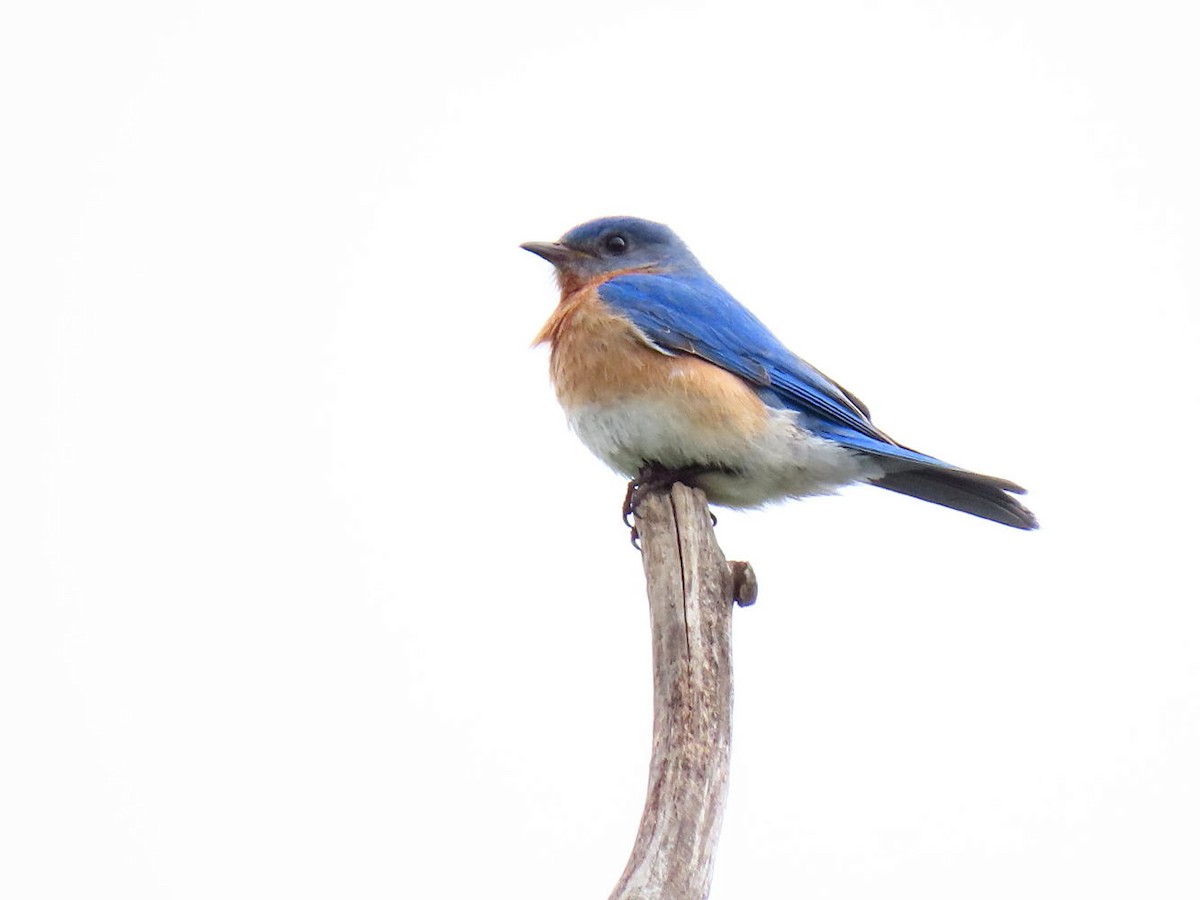 Eastern Bluebird - ML619622175