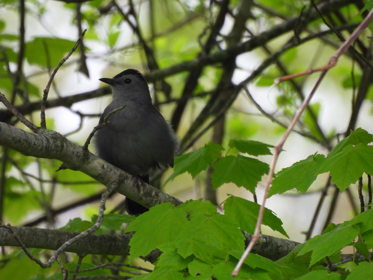 Gray Catbird - Mary Nardone