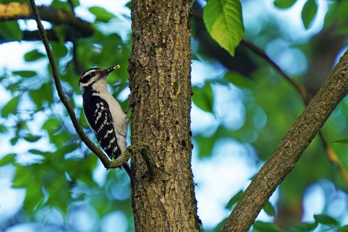 Hairy Woodpecker - Walter Verhoef