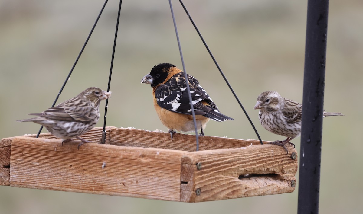 Black-headed Grosbeak - Patricia Barry