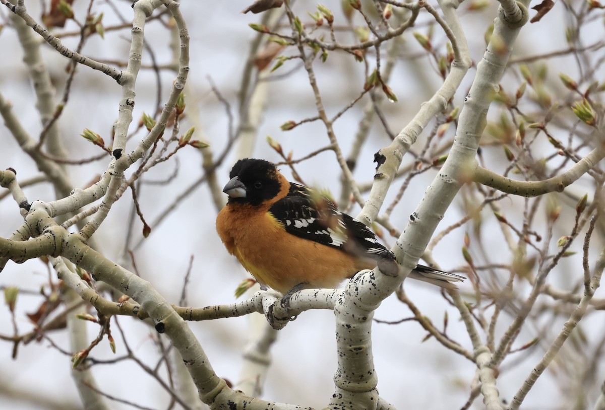 Black-headed Grosbeak - Patricia Barry