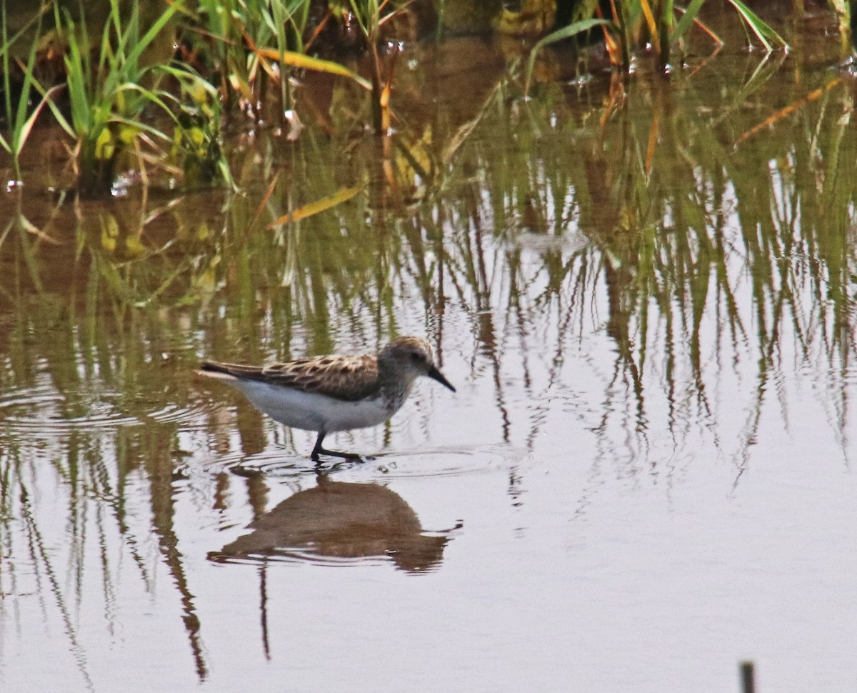 Sanderling - Tom Nolan