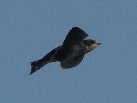 Barn Swallow - ML619622223