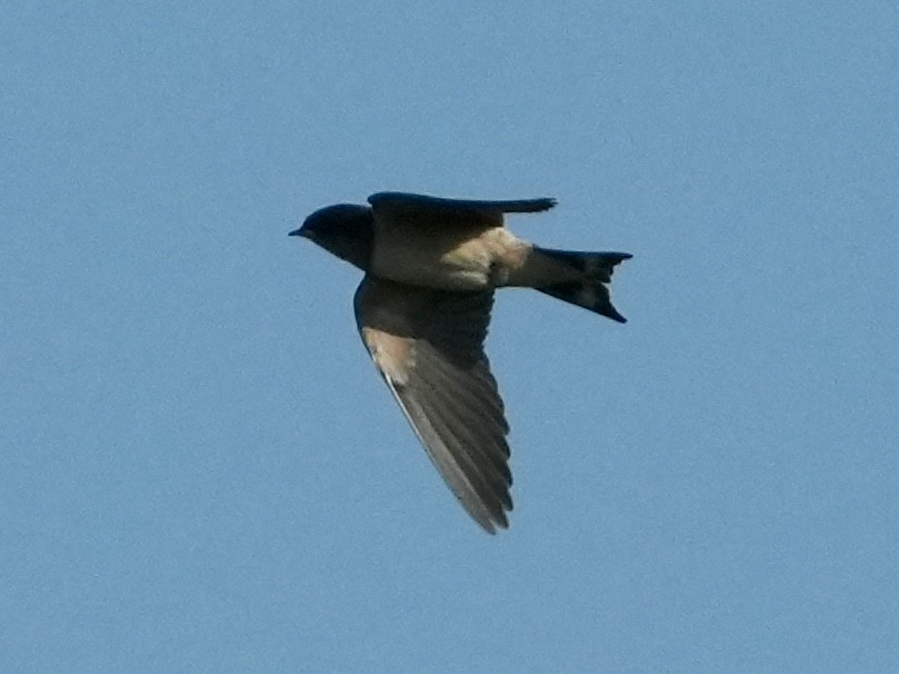 Barn Swallow - ML619622224