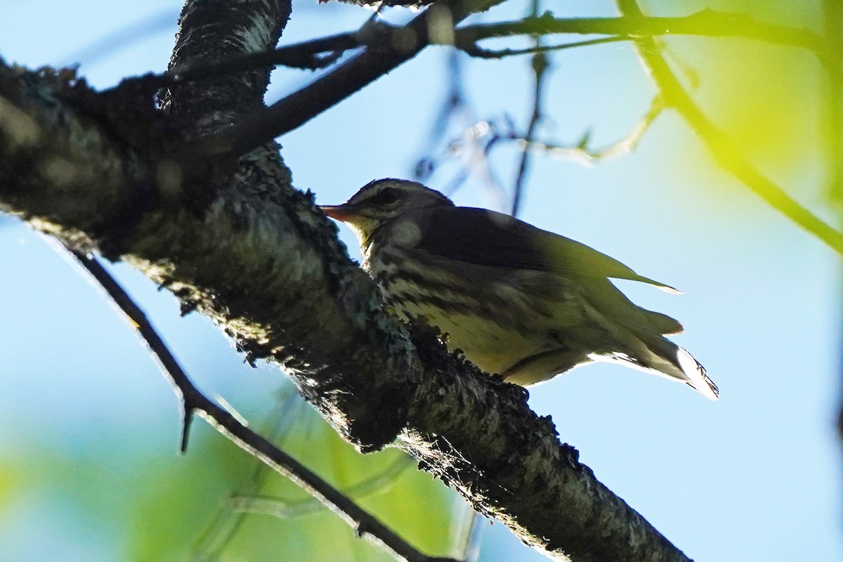 Northern Waterthrush - Walter Verhoef