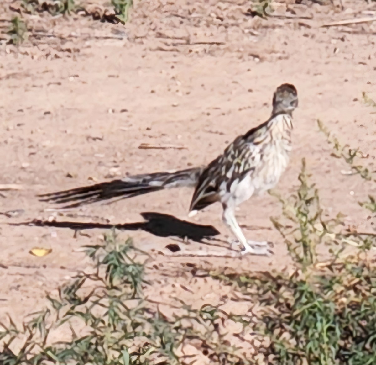 Greater Roadrunner - Nancy Cox