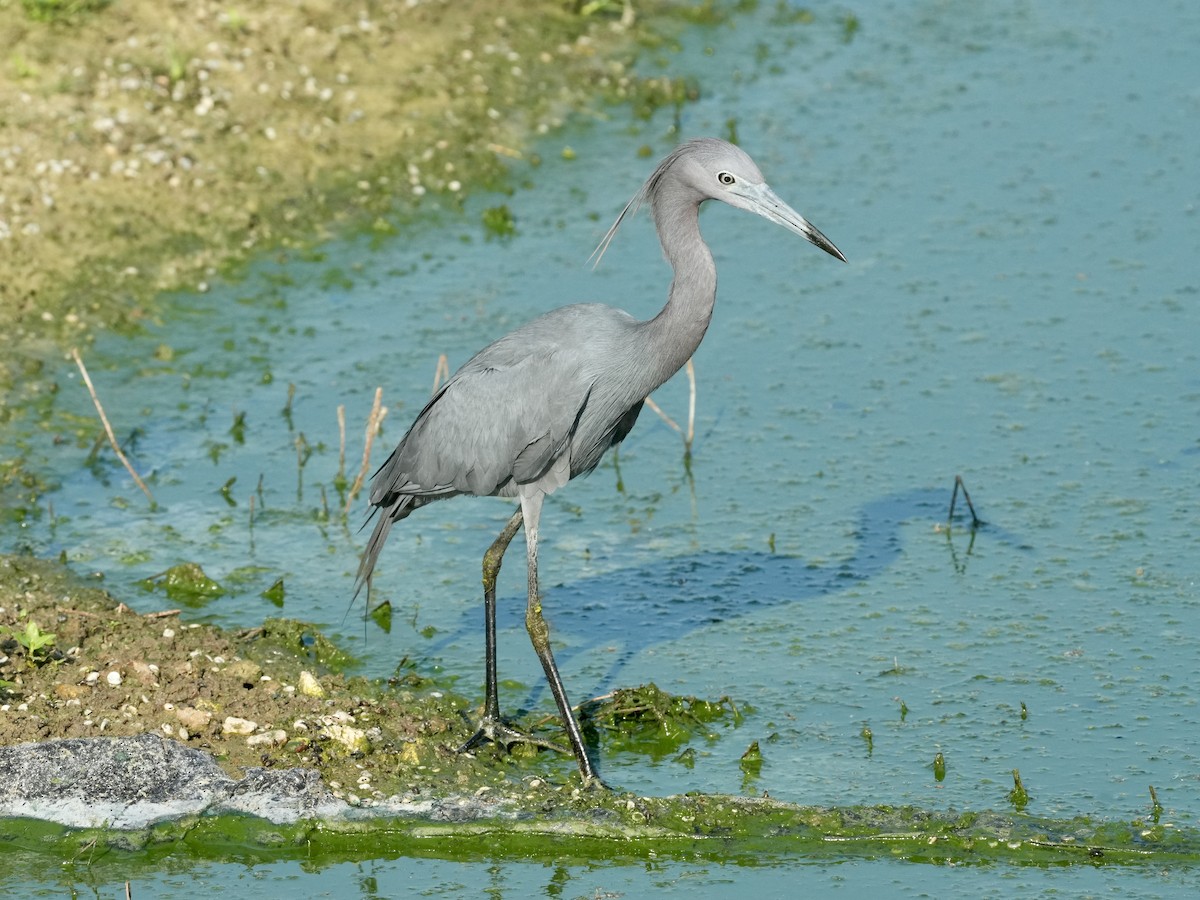 Little Blue Heron - ML619622236