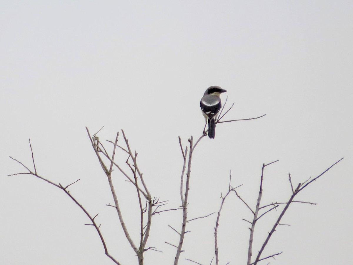 Loggerhead Shrike - Chuck Davis