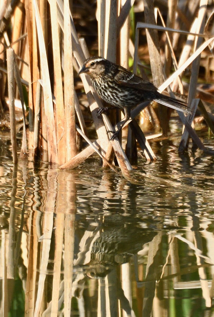 Red-winged Blackbird - Wayne Grubert