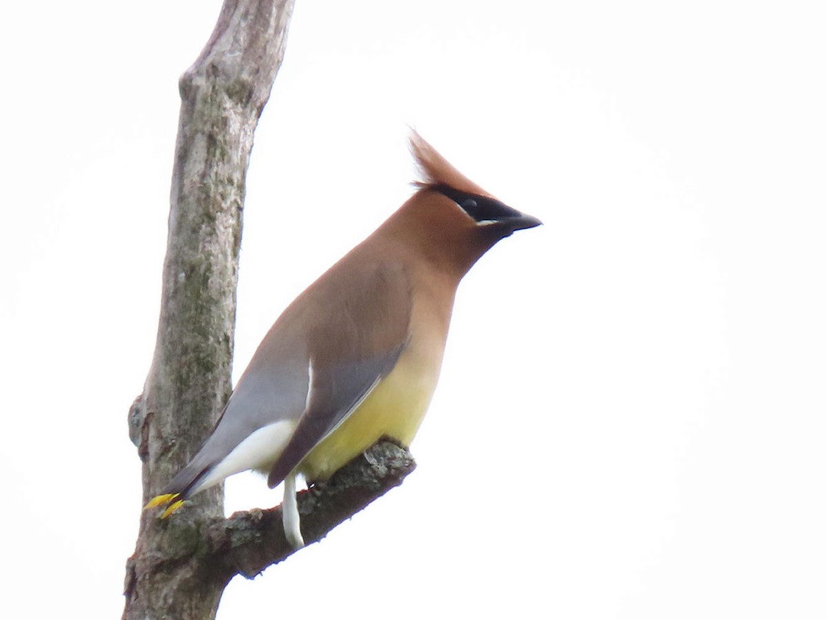 Cedar Waxwing - David Cooney Jr