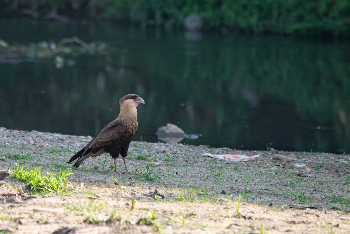 Crested Caracara - LUCIANO BERNARDES